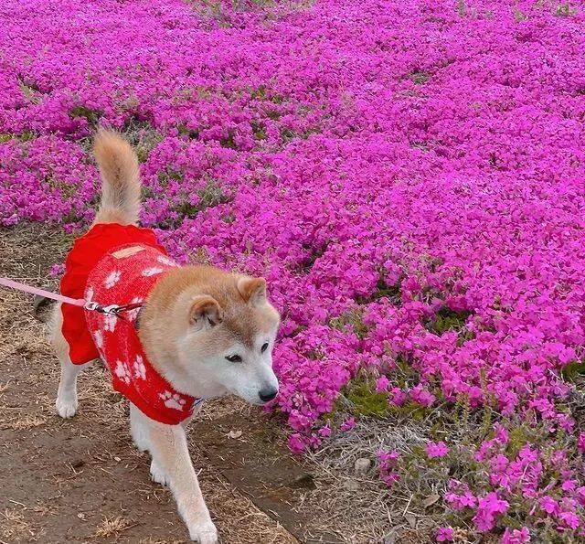 表情包王者……最后祝kabosu生日快乐,也希望kabosu能够永远地幸福