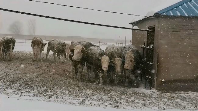 内蒙古通辽暴雪致棚顶坍塌压死家畜村民雪中找牛失声痛哭