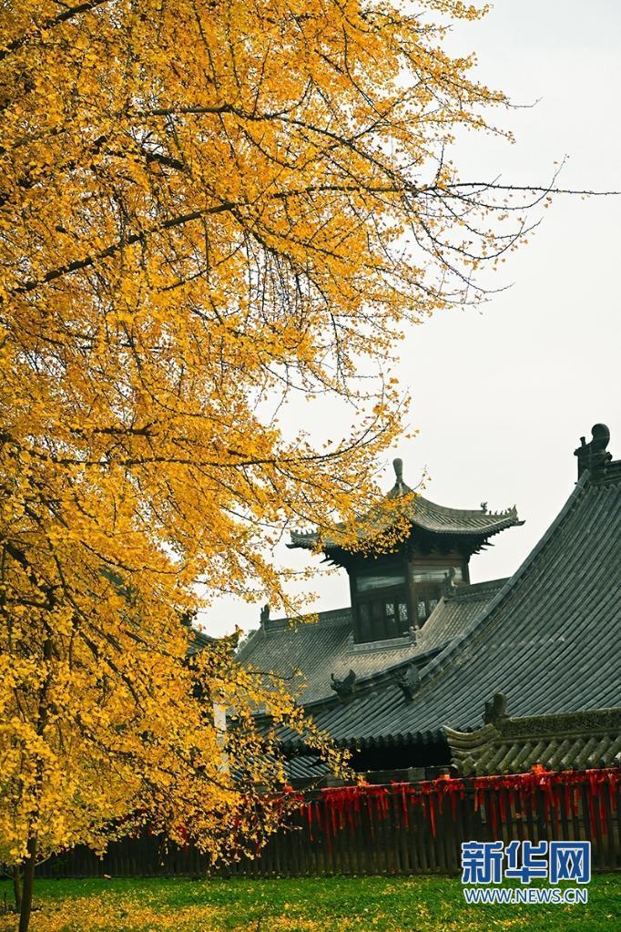 初冬时节,终南山古观音禅寺内的千年银杏树满目金黄.吴荣 摄