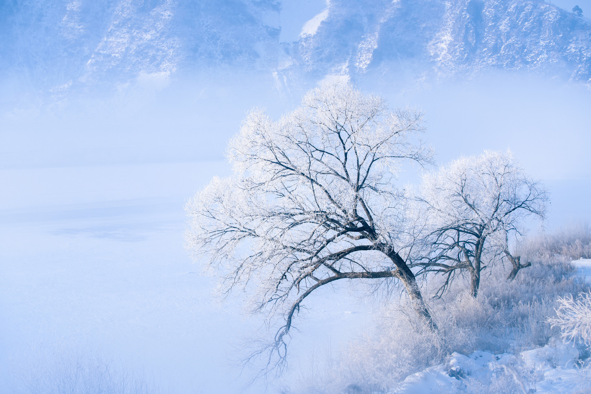 白雪雾凇分外妖娆崂山迎来今年冬天第一场雪