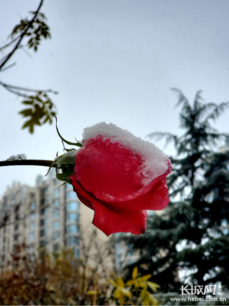 雪中花.秦皇岛市第一医院 刘淑礼 摄