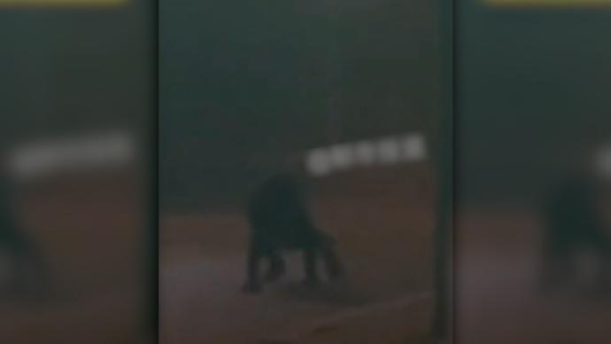 凌晨不明生物四肢爬行放大一看是一个人