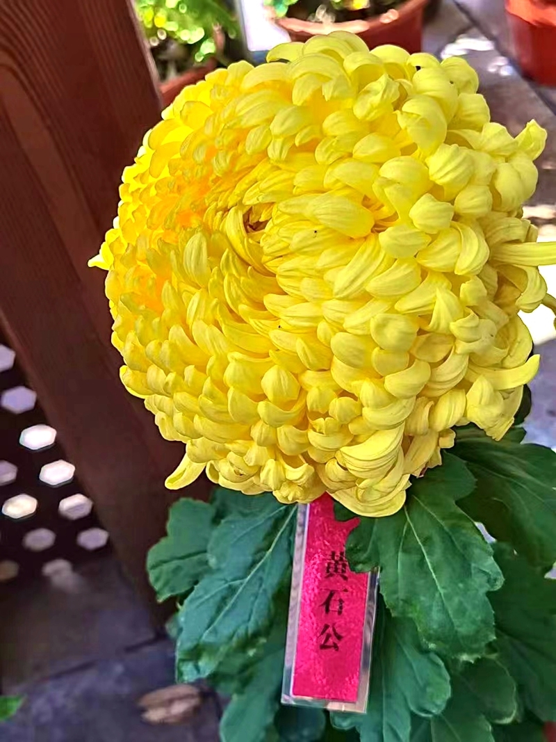 一抹明艳在初冬汉阳菊花展迎来盛花期