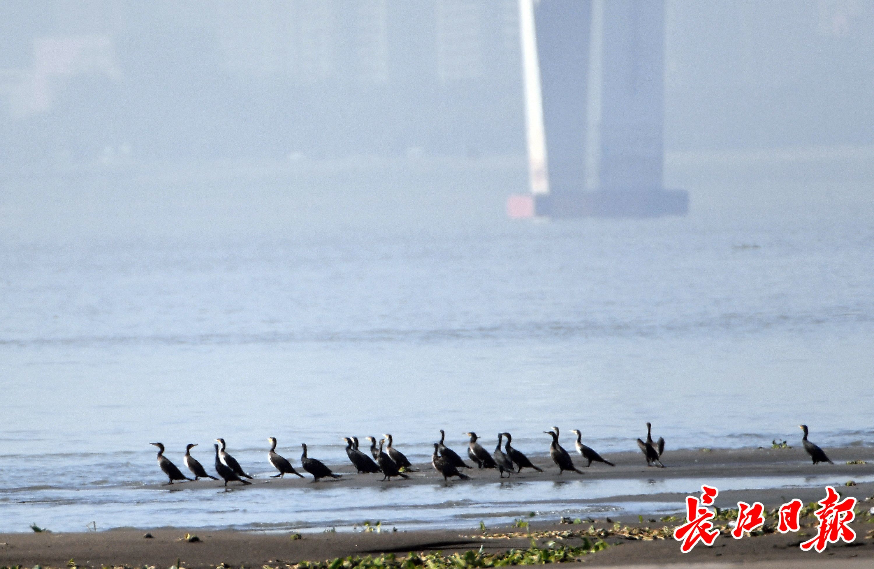 天兴洲观鸟 距离产生美凤凰网湖北_凤凰网