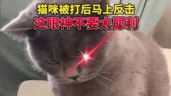 猫咪被主人打后瞬间变脸犀利表情笑翻网友