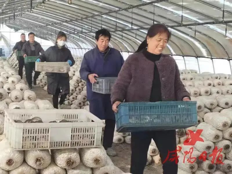 咸阳泾阳兴平特色农产品敲开致富门