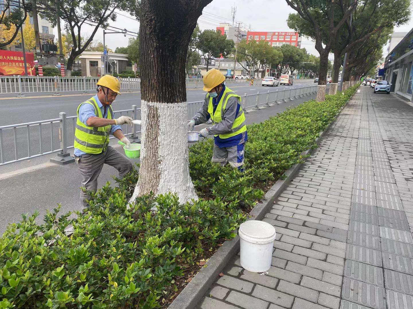 据了解,树木涂白是冬季绿化养护管理的一项重要内容.