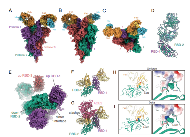 中国科学家联合攻关毒奥密克戎变异株刺突蛋白