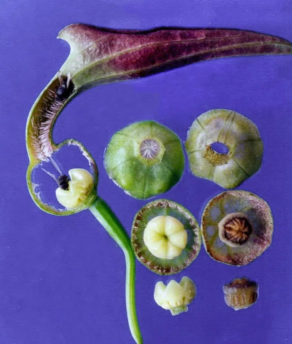 马兜铃花解剖图.左边是花的纵切.中间和右边2列为花部的横切.