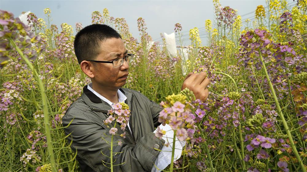 江西农业大学付东辉博士在田地里观察油菜花 记者 邬强 摄