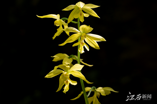 江西阳际峰自然保护区首次发现大黄花虾脊兰野生种群