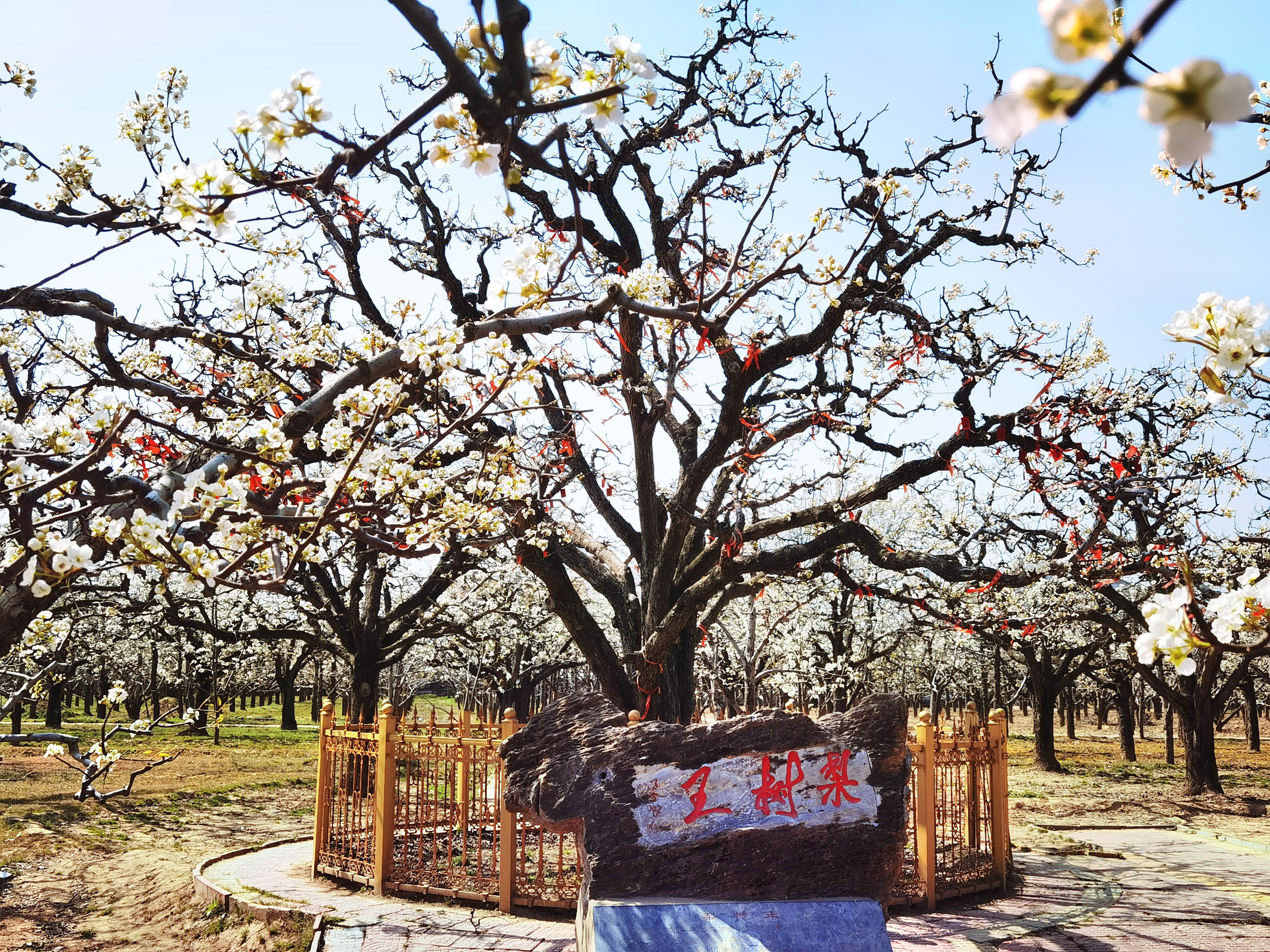 宁陵第十九届梨花节开启云赏花模式