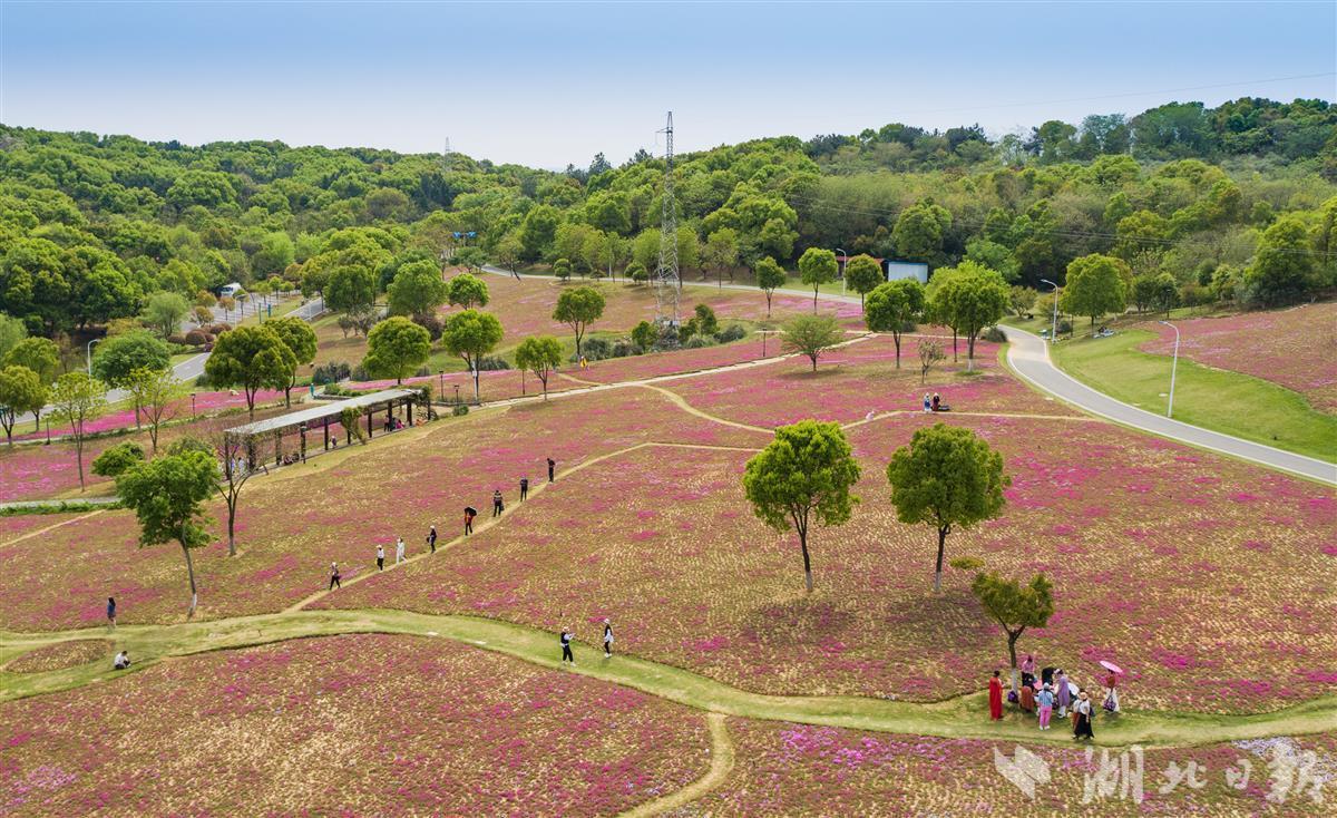 4月6日,武汉经开区龙灵山生态公园,市民在十里花坡景区芝樱花海中游玩