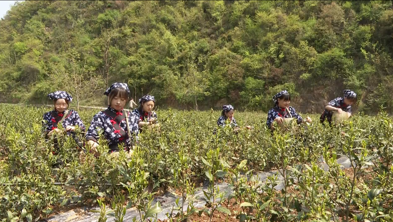 柞水举行首届云蒙山茶园开采节启动仪式