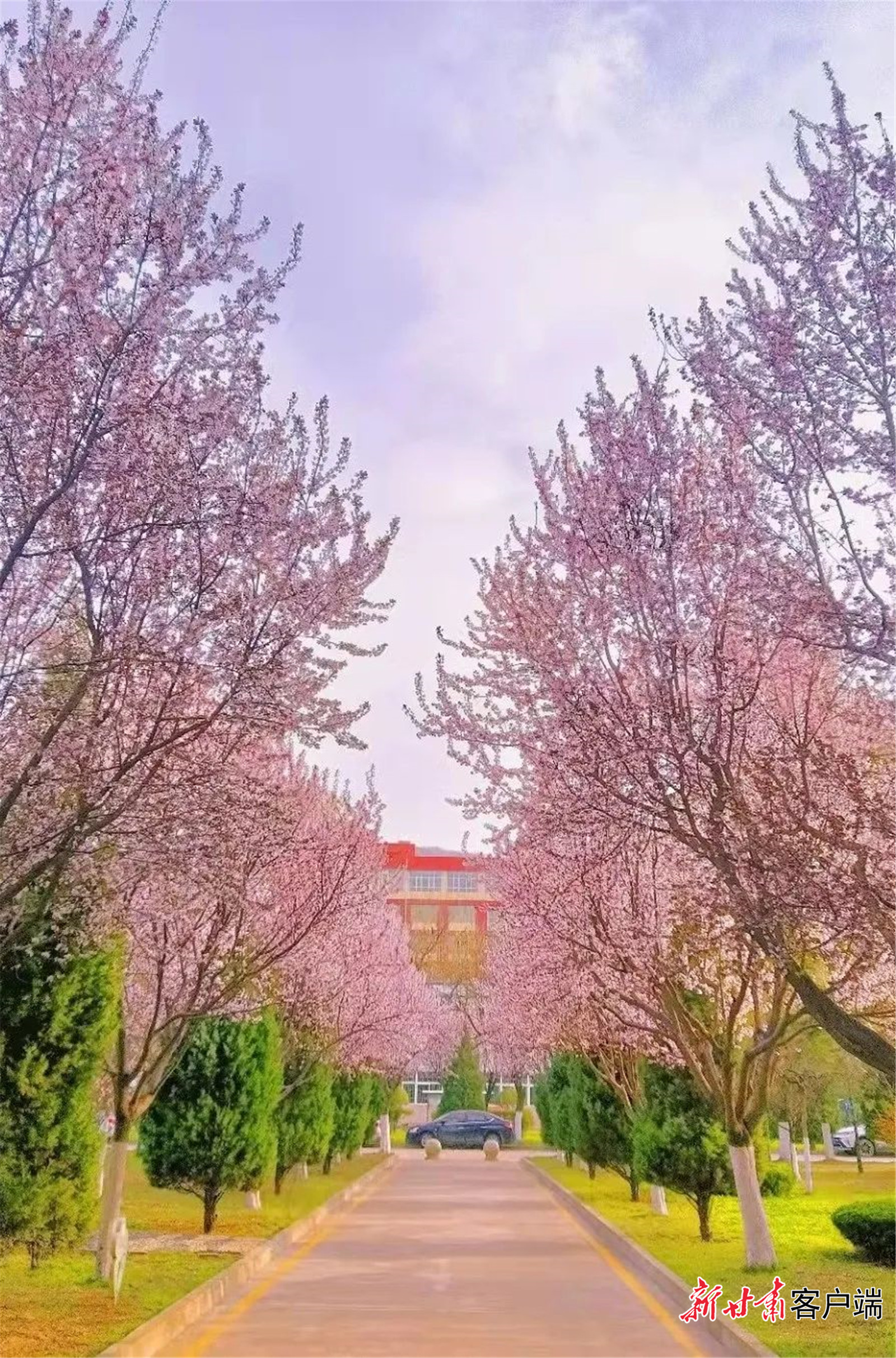 花有约,春不误,让我们一起去坠入天水师范学院的花海.