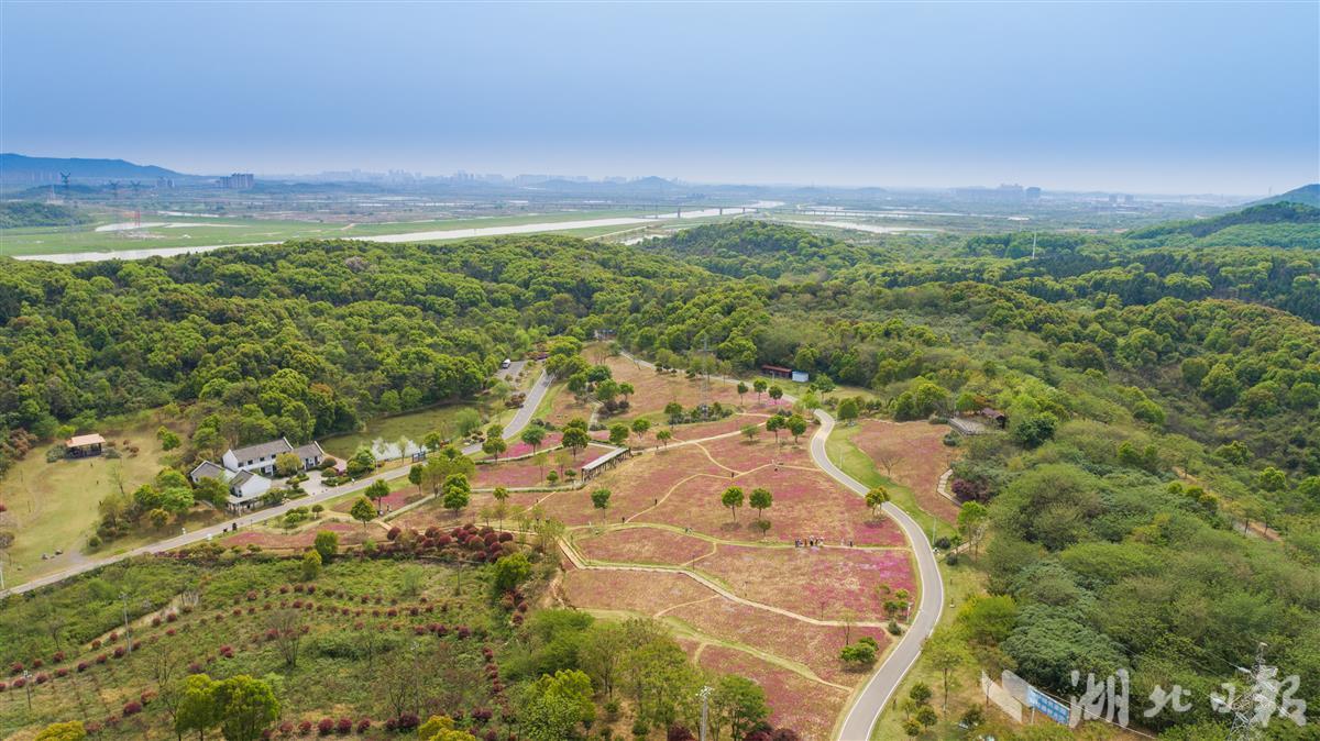 4月6日,武汉经开区龙灵山生态公园,市民在十里花坡景区芝樱花海中游玩