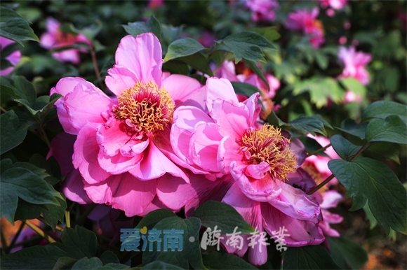 牡丹绽放花满园国色天香醉人间