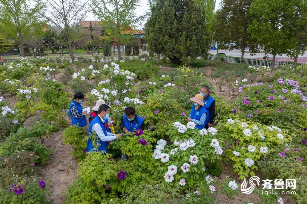 菏泽牡丹千花竟放他们才是花丛之中最耀眼的星