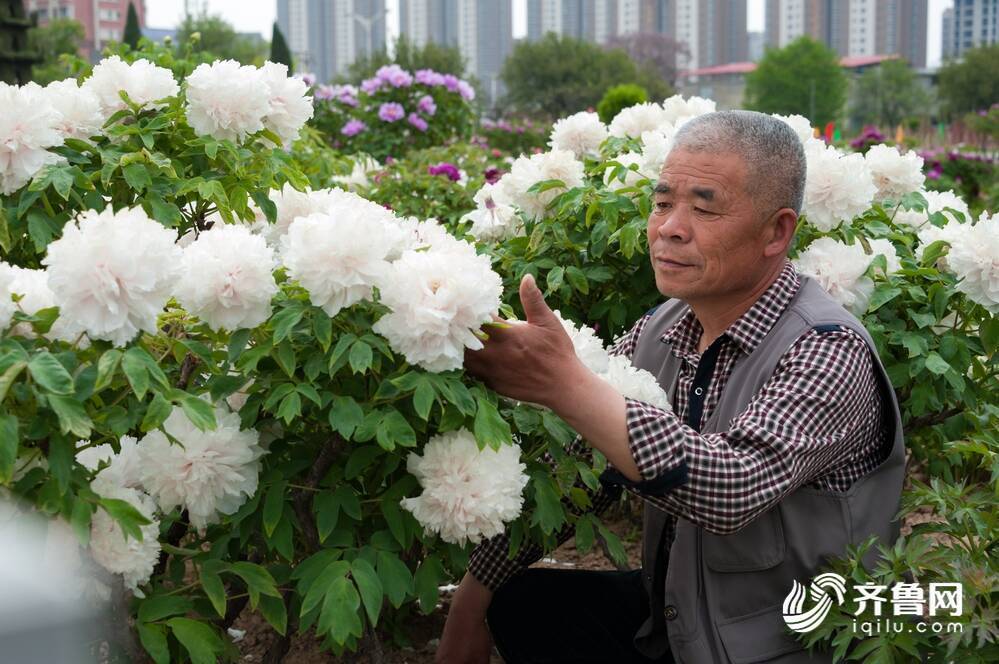 菏泽牡丹千花竟放他们才是花丛之中最耀眼的星