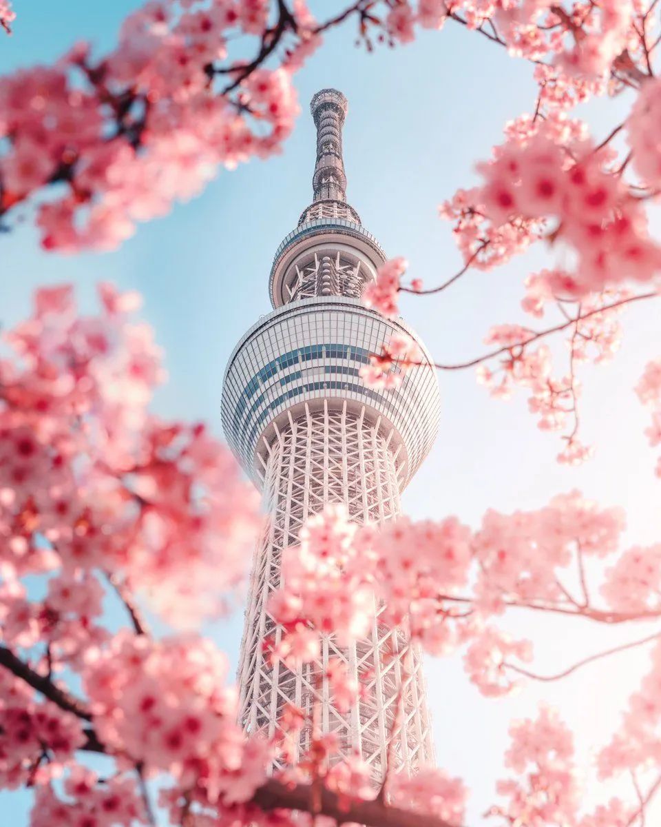 >日本气象厅于2022年3月20日下午发表消息宣告,东京的樱花已经开花