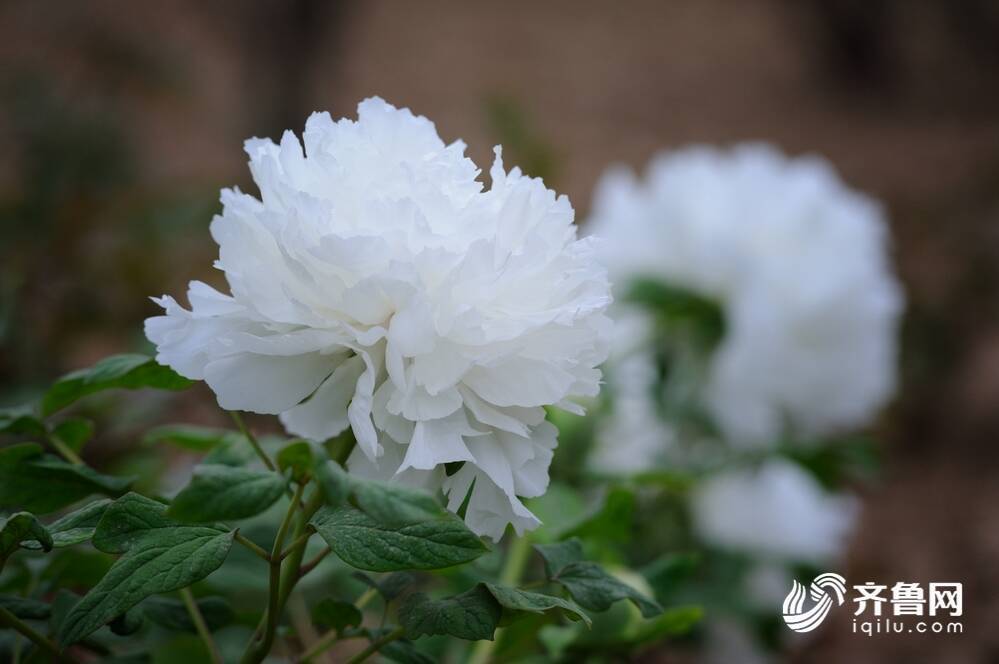 菏泽牡丹千花竟放他们才是花丛之中最耀眼的星