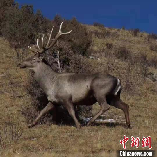 图为马鹿. 达日县委宣传部 供图