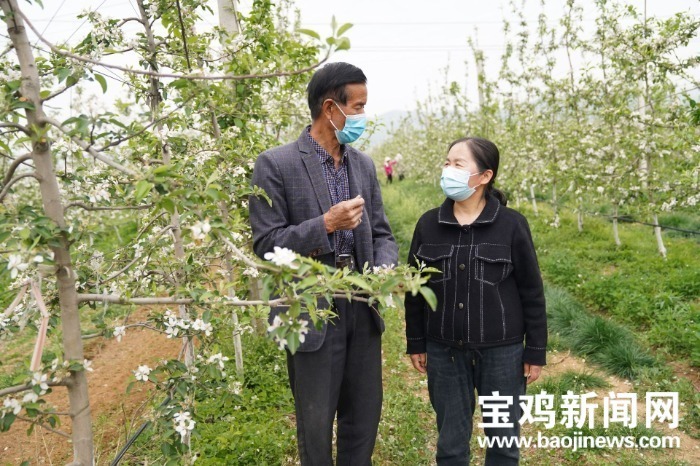 宝鸡扶风老旧果园焕新颜助农增收奔富路