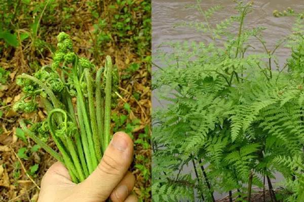 50种野菜图鉴小区绿化带里可能就有以备不时之需