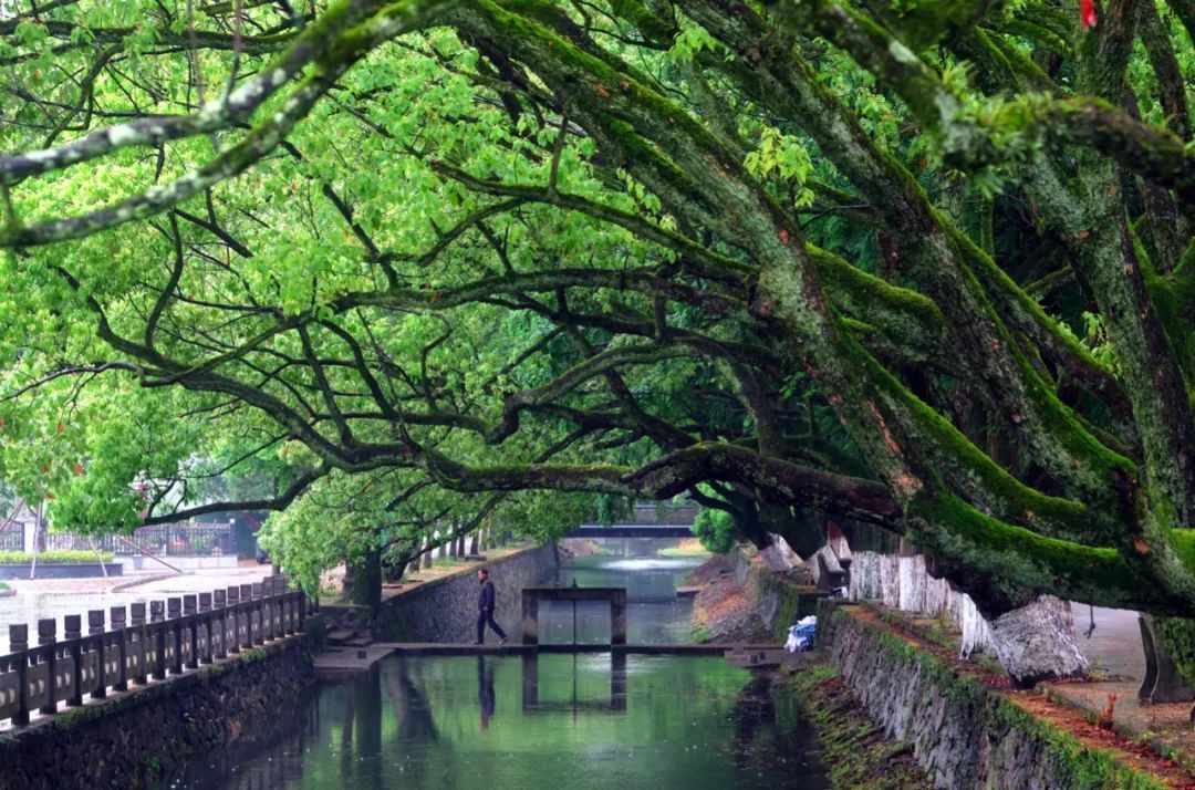 它就是—芦浦村.