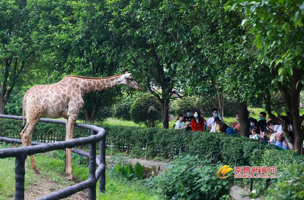 南昌市动物园全面开放游客渐多图