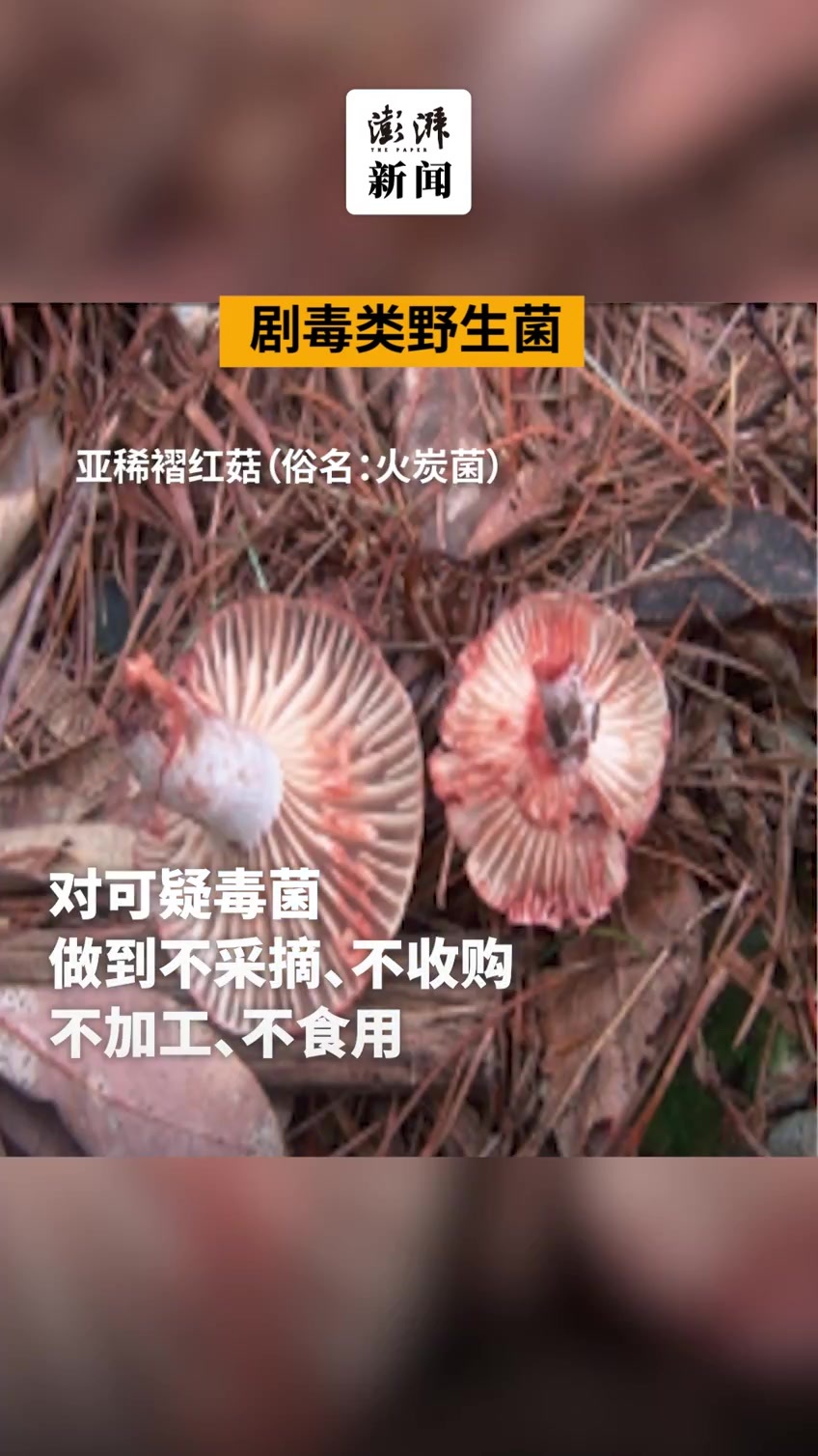 云南官方再次发布常见毒菌图鉴剧毒菌炒熟煮透不能破坏毒素