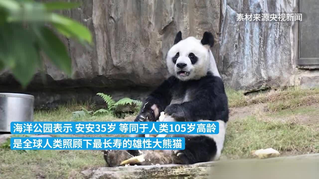 大熊猫安安在港离世终年35岁是全球人类照顾下最长寿的雄性大熊猫