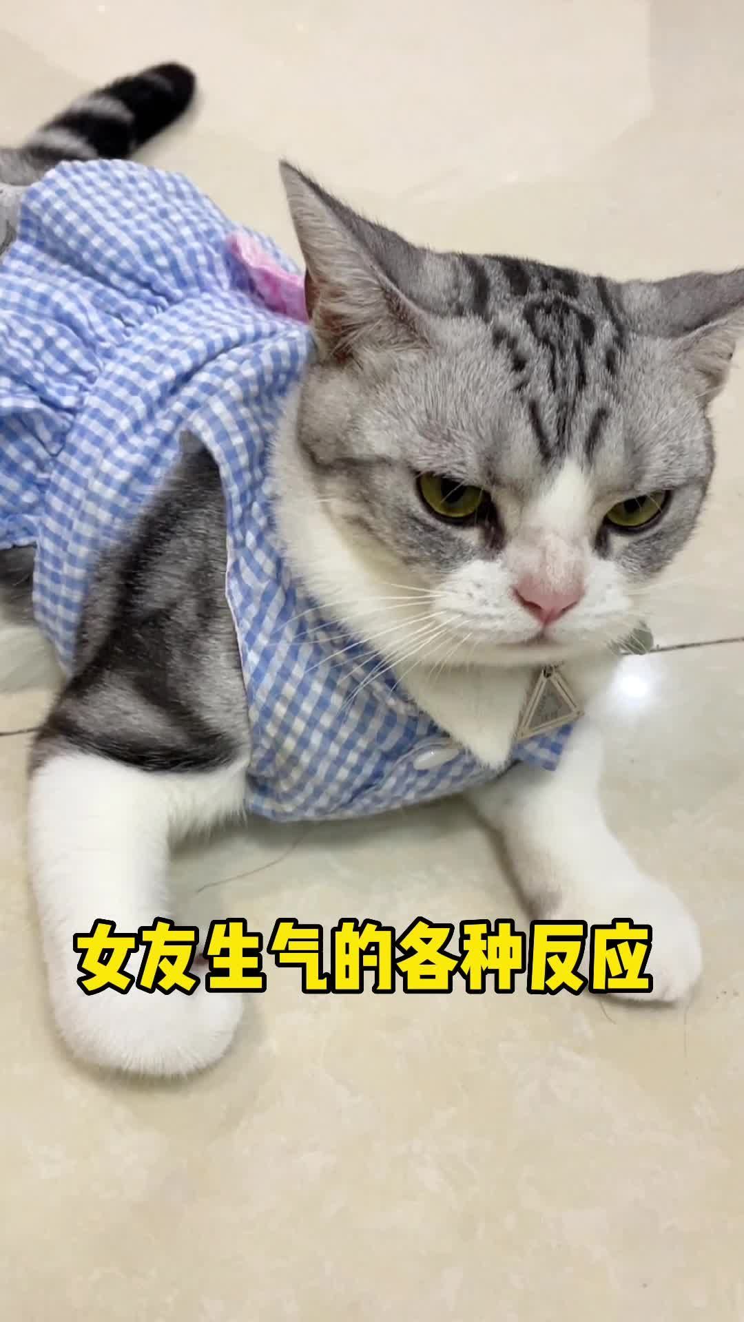 这像不像你女朋友生气时的样子#我和我的猫#记录猫咪日常#铲屎官