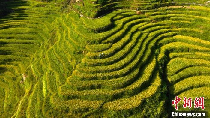 航拍江西万载金色梯田层层叠叠蔚为壮观一幅秀美丰收画卷