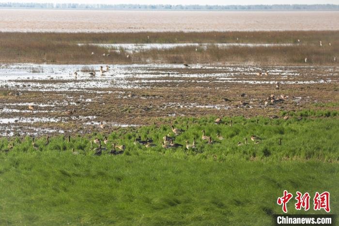 中国最大淡水湖鄱阳湖迎候鸟栖息越冬