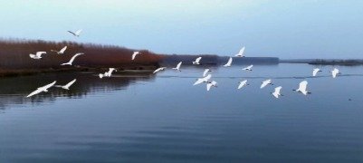 初冬东平湖 候鸟齐飞绘就生态美景 