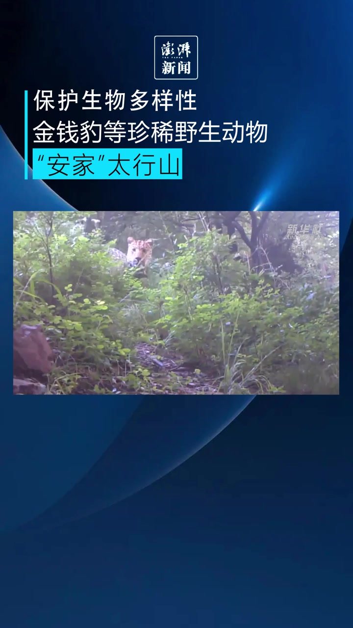 金钱豹等珍稀野生动物"安家"太行山