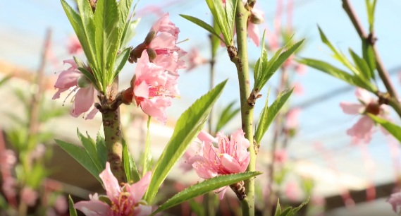 春未到，花已开！聊城冠县的大棚油桃已是“春意盎然”