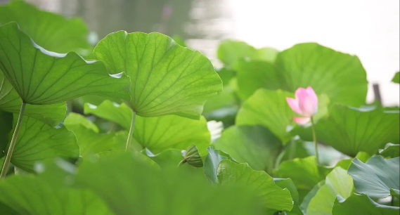 大暑 | 大暑已至 長(zhǎng)夏未央