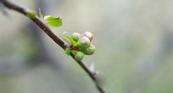 百花公园贴梗海棠“绽放”春意 