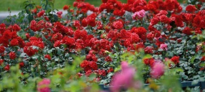 泉城广场：月季花廊花团锦簇 成初夏亮丽风景线