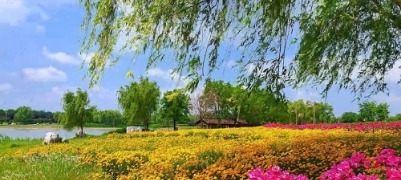 初夏花海醉洸河 宁阳百亩金鸡菊芍药盛放
