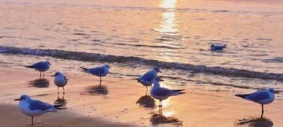 威海南海新区海边藏着绝美鸟浪奇观 