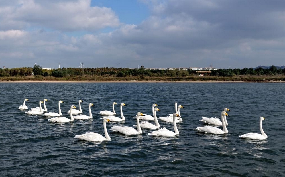 威海：今冬天鵝季開啟