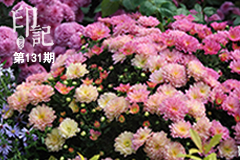 濕地花城 金秋菊韻