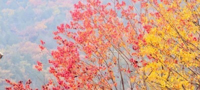 泰山天外村新植烏桕葉正紅 這才是初冬該有的樣子