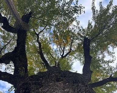 武漢546歲漢陽樹提前“換金裝”