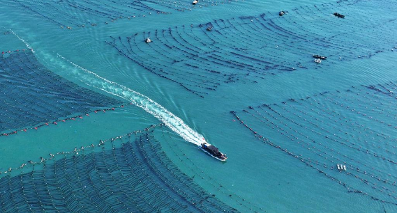 山東：耕海牧漁充盈“藍色糧倉”  
