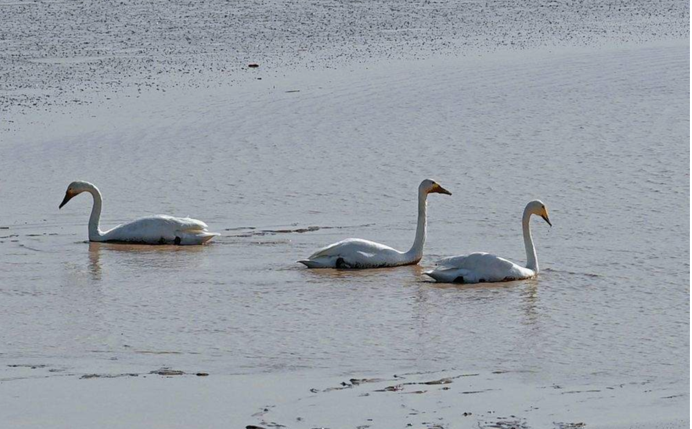 泉城“天鵝湖” 21只越冬大天鵝飛抵濟南黃河北岸 
