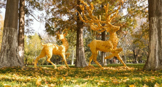 五龍潭水杉林現“銀杏鹿”，落葉巧變打卡美景  